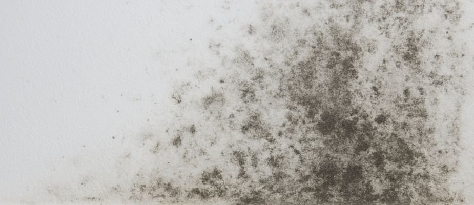 Como tirar mofo da parede: guia completo para deixar seu ambiente limpo e saudável